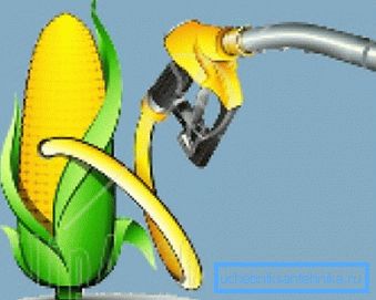 Наиболее сегодня перспективной культурой для биотоплива считается кукуруза